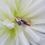 0.90 Carat (ctw) 10K Rose Gold Round Blue Black & White Diamond Ladies Swirl Bridal Engagement Ring Matching Band Set