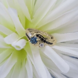 0.90 Carat (ctw) 10K Yellow Gold Round Blue Black & White Diamond Ladies Swirl Bridal Engagement Ring Matching Band Set