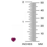 1.30 Carat (ctw) 14K White Gold Heart Shape Natural Ruby Ladies Stud Earrings 1 1/3 CT