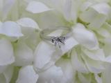 Sterling Silver Ladies Bridal 6 Prongs Semi Mount Engagement Ring